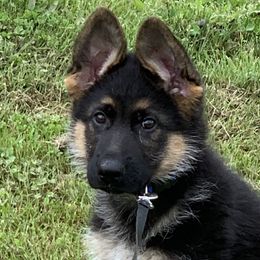 German Shepherd Puppies from von Wolfstal German Shepherds