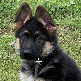 German Shepherd Puppies from von Wolfstal German Shepherds