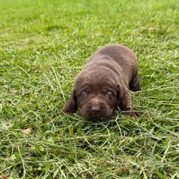 Ethan - Chocolate male Labrador Retriever puppy in Carriere, Mississippi from Cajun Water Retrievers