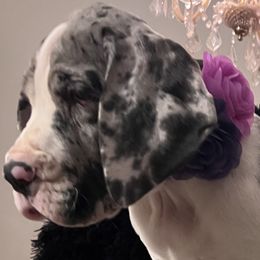Girl 5 - Mantle merle Great Dane puppy in Michigan from Garrow Danes House of Blues