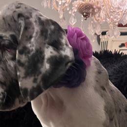 Girl 5 - Mantle merle Great Dane puppy in Michigan from Garrow Danes House of Blues