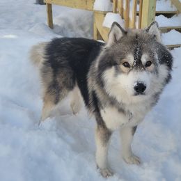 Siberian Huskies from FireLotus