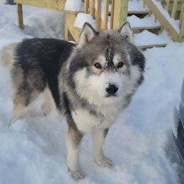 Siberian Huskies from FireLotus