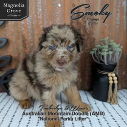 Smoky - Orange Collar - male Australian Mountain Doodle puppy in Oxford, Alabama from Magnolia Grove Doodles