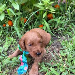 Cypress - Red  male Goldendoodle puppy in Camden, North Carolina from Oopsie Doodles of NC