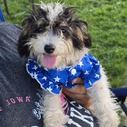 Charlotte - Black tri-color female Aussiedoodle puppy in Hopkins, Missouri from Mowry Creek Mini Aussiedoodles and More