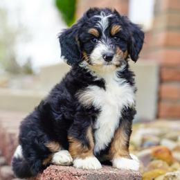 Gator - Tri-color male Bernedoodle puppy in Dundee, Ohio from Down Home Doodle
