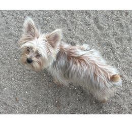 Pomeranians and Yorkshire Terriers from Countryside Yorkies and Poms