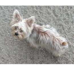 Pomeranians and Yorkshire Terriers from Countryside Yorkies and Poms