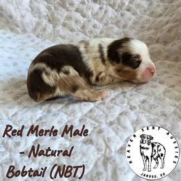 Qubert - Red merle male Miniature Australian Shepherd puppy in Jaroso, Colorado from Heaven Sent Aussies