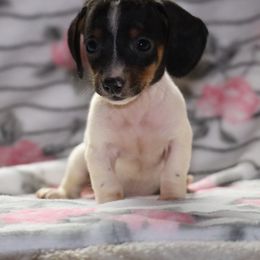 Dachshund All Grown Up from Gryphon Lane Dachshunds