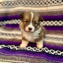 Blue Collar Boy Bentley - Sable male Pembroke Welsh Corgi puppy in Paris, Kentucky from Flat Run Corgis