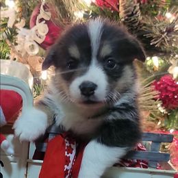 Red Bandana boy - Black and tan male Pembroke Welsh Corgi puppy in Cherokee, Oklahoma from MCS Farms-OK