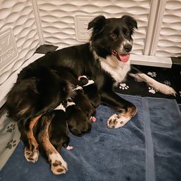 Australian Shepherd Puppies from Drummond Aussies