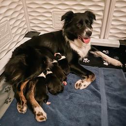 Australian Shepherd Puppies from Drummond Aussies