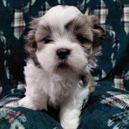 (We will call him the name of your choice) - Black gold and white male Shih Tzu puppy in Glenmont, Ohio from Reed Ranch Shih-tzus