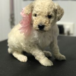 Olde English Bulldogge and Poodle Puppies from Valors Clutch Bulldogges