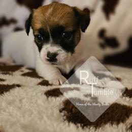 Girl 2 - White and tan female Russell Terrier puppy in Harvel, Illinois from Ruff and Tumble Russell Terriers