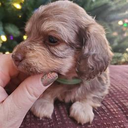 Dachshund Puppies from FleuryDachs