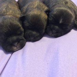Shih Tzu Puppies from LaDawn’s Little Lions