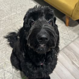 Willow - Goldendoodle
