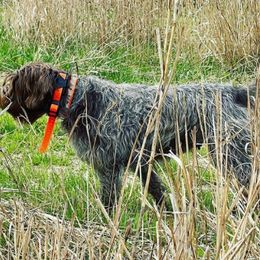 Wirehaired Pointing Griffon All Grown Up from Longleaf Griffons