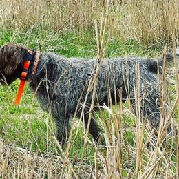 Wirehaired Pointing Griffon All Grown Up from Longleaf Griffons