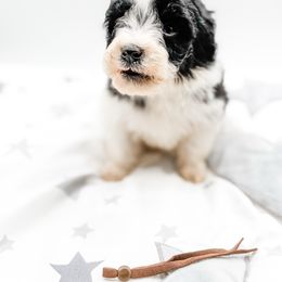 Mr. Grinch - Parti male Goldendoodle puppy in Belton, South Carolina from Poodley Doodley Doo