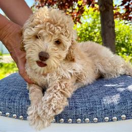 Dulce de Leche - Orange Boy - male Australian Mountain Doodle puppy in Highland, Utah from Angel Pups Deluxe