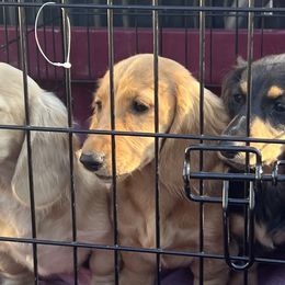 Dachshunds from Critter Ridge mini long hair Dachshunds