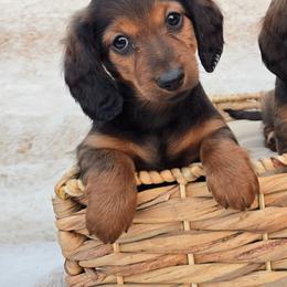 Red Standard Longhair Girl - Red female Dachshund puppy in Cheney, Washington from Nouvelle Standard Dachshunds