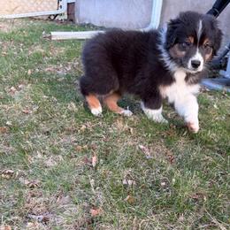 Lucy - Black tri-color female Australian Shepherd puppy in Terryville, Connecticut from Spirited Aussies