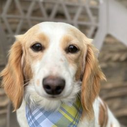 Dachshunds from Pennys Dachshunds