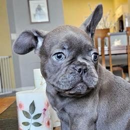 Thunder - Blue male French Bulldog puppy in Fort Myers, Florida from Wendy's French Bulldogs