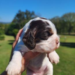 AKC UNO - Brown and white female Cocker Spaniel puppy in New Market, Tennessee from Down in the Holler