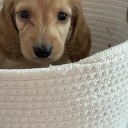 Cupcake - Cream male Dachshund puppy in Vancouver, Washington from Cascade Minis