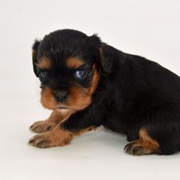 Dot of white - Black and tan female Cavalier King Charles Spaniel puppy in Rochert, Minnesota from Arctic Acres Cavaliers