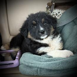 Natty - Black tri female Miniature Australian Shepherd puppy in North Lakeport, California from Wild Rose Ranch