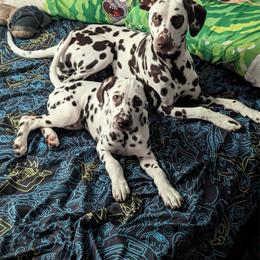 Boy 7 - White and liver brown male Dalmatian puppy in Richmond, Virginia from Darrfield