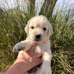 Black boy - Light golden male Golden Retriever puppy in Pahrump, Nevada from Southern Nevada Goldens