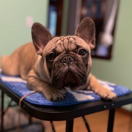 Kidd - French Bulldog