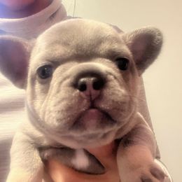 French Bulldogs and Pomskies from Smart Pomskies and Frenchies