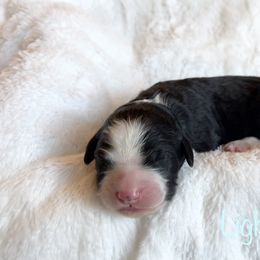 Boy 4 - Black and white Bernedoodle puppy in Shell Lake, Wisconsin from KC Acres