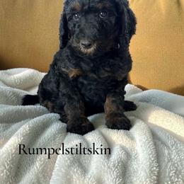 Rumpelstiltskin - Sable male Poodle puppy in Ellenburg Center, New York from Kristin's Puppies