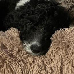 Goldendoodle, Golden Retriever, and Sheepadoodle Puppies from Guppy Puppies