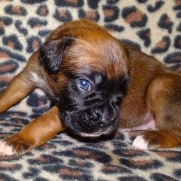 Boxer Puppies from Safiro Boxers