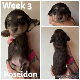 Poseidon - Chocolate and cream male Dachshund puppy in Michigan from M.H.P Dachshunds