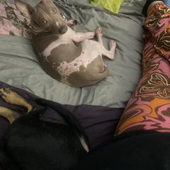 American Hairless Terrier All Grown Up from Ruckus American Hairless Terriers