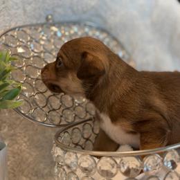 Bates - Chocolate and tan male Chihuahua puppy in Seneca, Missouri from Stephanie’s Puppy Colony