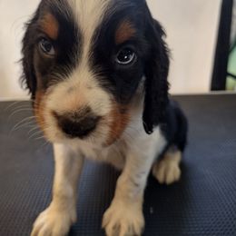 Sycamore - Black white and tan male English Springer Spaniel puppy in Redding, California from Springer's Journey Spaniels California